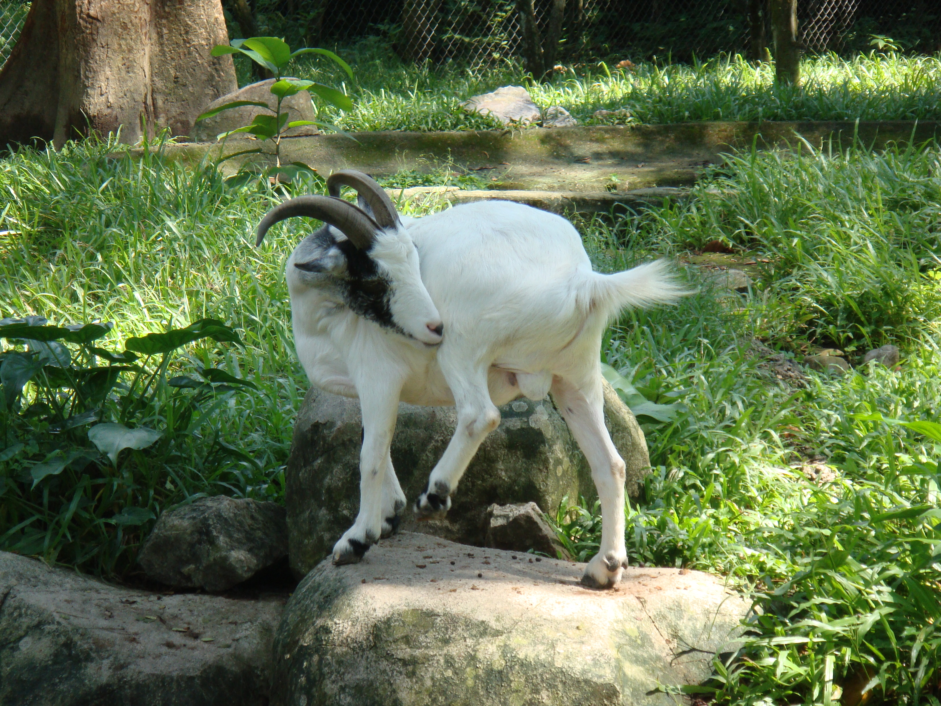 attraction-Teuk Chhu Zoo 1.jpg